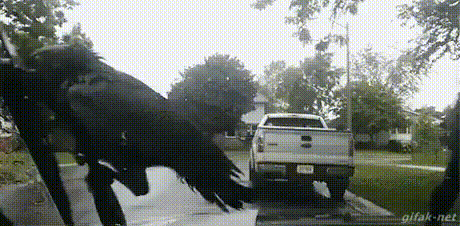 Crow Groovin GIF