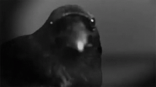 Crow Hello GIF