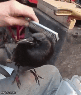 Crow More Pets GIF