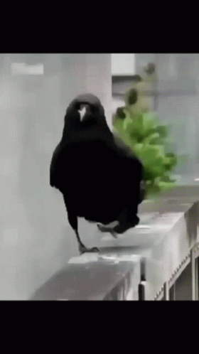 Crow Sassy GIF