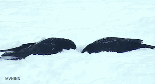 Crow Snow GIF