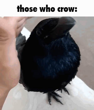 Crow Those Who Know GIF