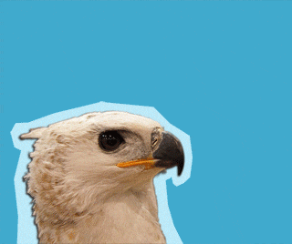 Crowned Eagle Surprised GIF