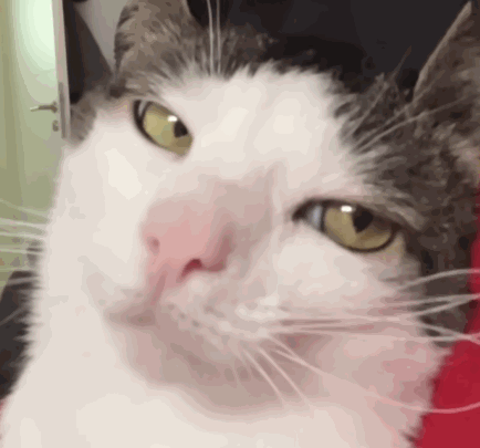 Crunchy Cat GIF