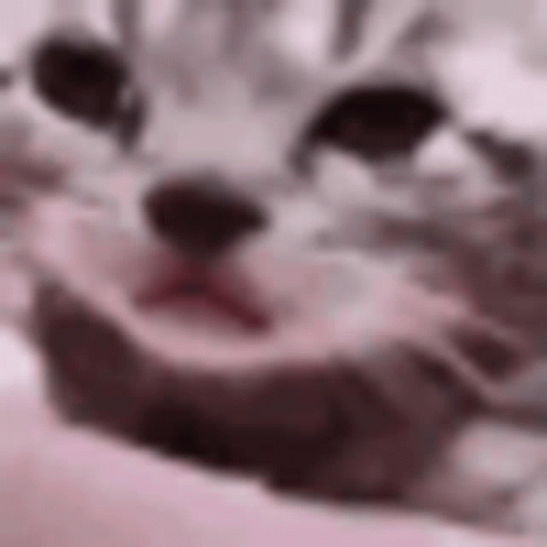Cry Cat GIF