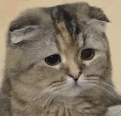 Crying Cat Chat Qui Pleure GIF