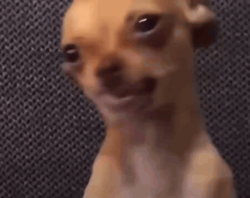 Crying Dog Dog Meme GIF
