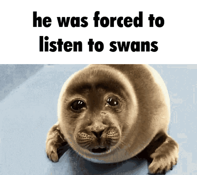 Crying Seal Swans GIF