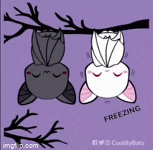Cuddly Bats GIF