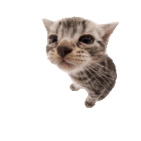 Cuh Cat Sticker