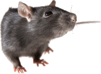 Curemig Sticker