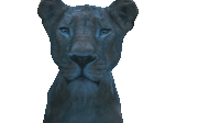 Curious Look Sarabi Sticker
