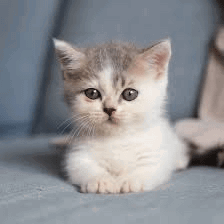 Cursed Cat Meme