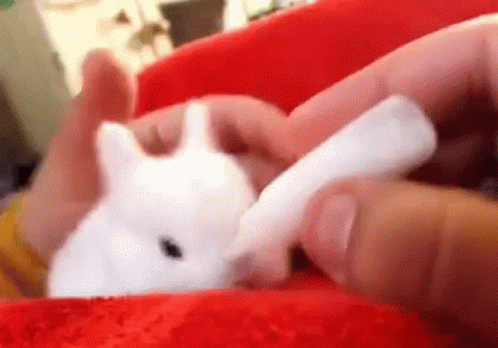 Cute Animals Baby Bunny GIF
