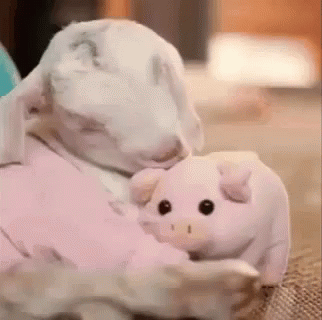 Cute Animals Goat GIF