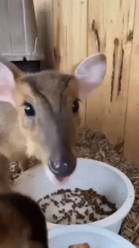 Cute Animals GIF