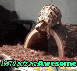 Cute Animals Turtles GIF
