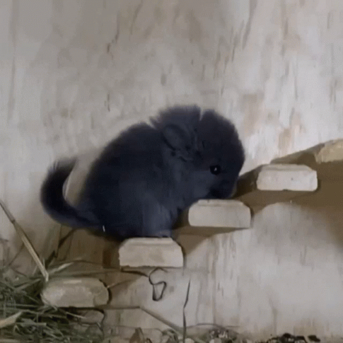 Cute Awww GIF