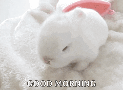 Cute Baby Bunny Bunny GIF