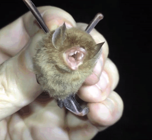 Cute Bats Angry GIF