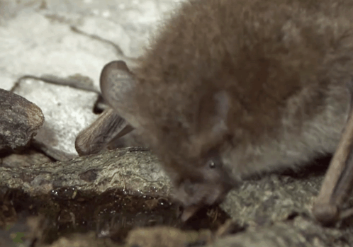 Cute Bats Chiroptera GIF