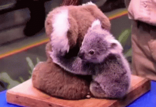 Cute Bear Baby Animals GIF