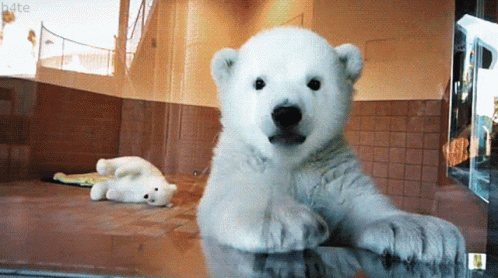 Cute Bear GIF. This 498 x 278 animated GIF is part of our bear waving collection. Related themes include bear, cute. Created by moonchild86. View the…