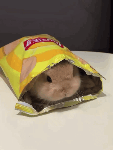 Cute Bunny GIF