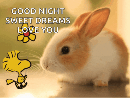 Cute Bunny Meme