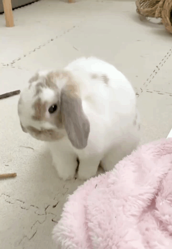 Cute Bunny GIF