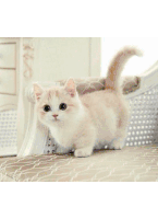 Cute Cat Adorable Sticker