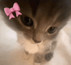 Cute Cat Aww Meme
