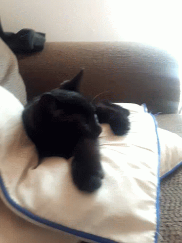 Cute Cat GIF. This 360 x 480 animated GIF is part of our lady and the tramp siamese cats collection. Related themes include cat, cute. Created by…