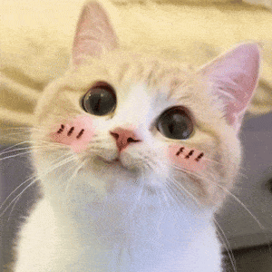 Cute Cat Cat Cute GIF