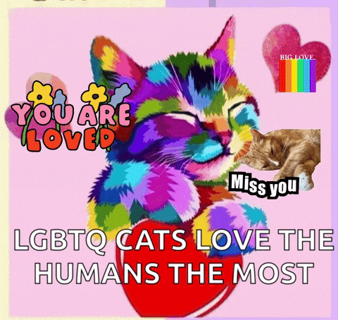 Cute Cat Cute Cats GIF