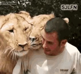 Cute Cat GIF