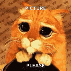 Cute Cat GIF