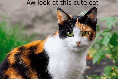 Cute Cat Meme