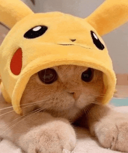 Cute Cat Meme