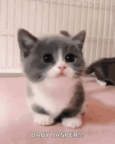 Cute Cat GIF