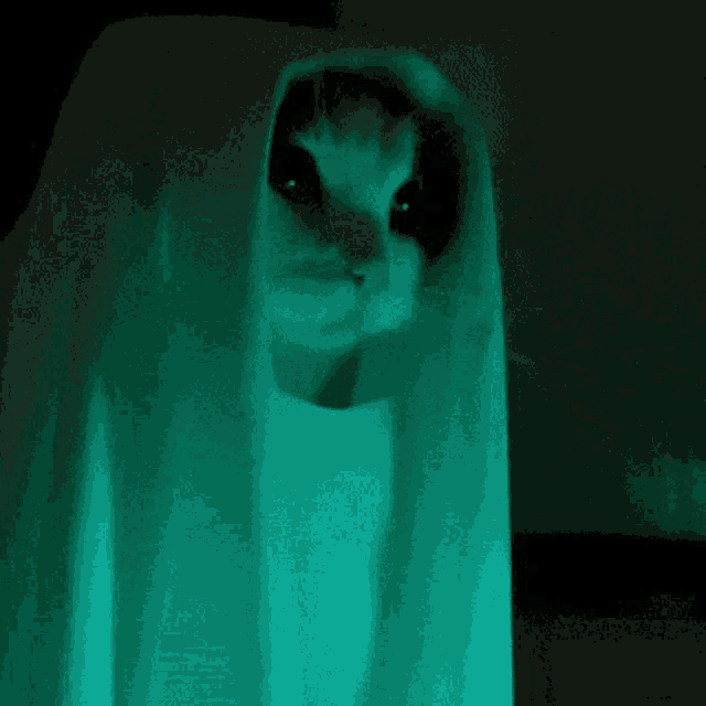 Cute Cat Tiny GIF