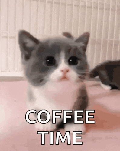 Cute Cat GIF