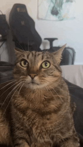 Cute Cat GIF
