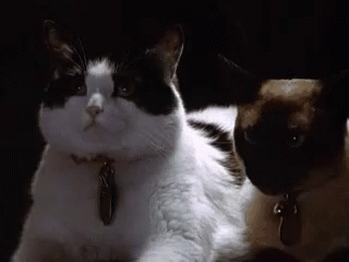 Cute Cat GIF. This 320 x 240 animated GIF is part of our lady and the tramp siamese cats collection. Related themes include cat, cute. Created by cali7…