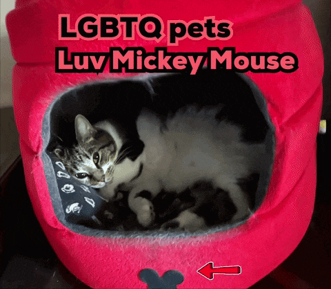 Cute Cats Catz GIF