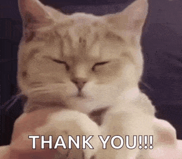 Cute Cute Cat GIF