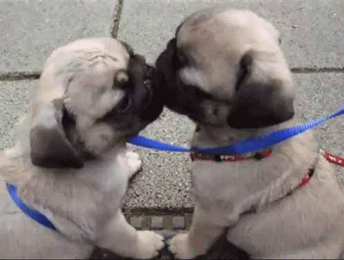 Cute Cute Dogs GIF