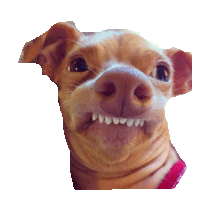 Cute Dog Sticker