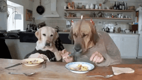 Cute Funny GIF