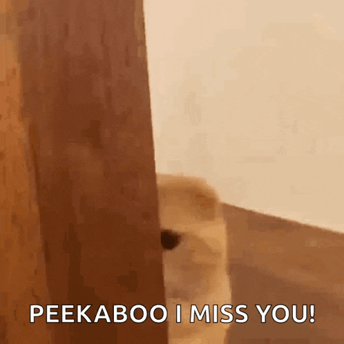 Cute Hide GIF